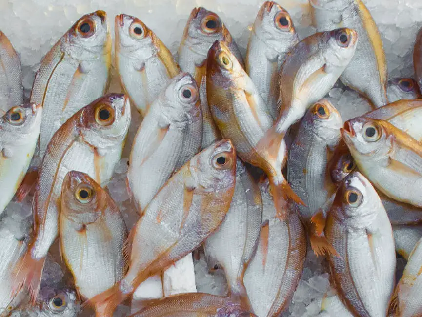 A picture of sustainably sourced fish in a fishery demonstrating responsible catches.