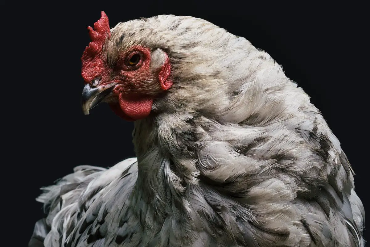 Costco rotisserie chicken product image
