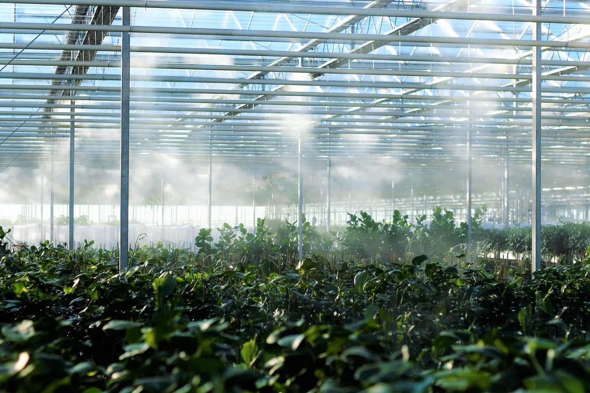 Image of an IKEA greenhouse surrounded by plants and sunlight