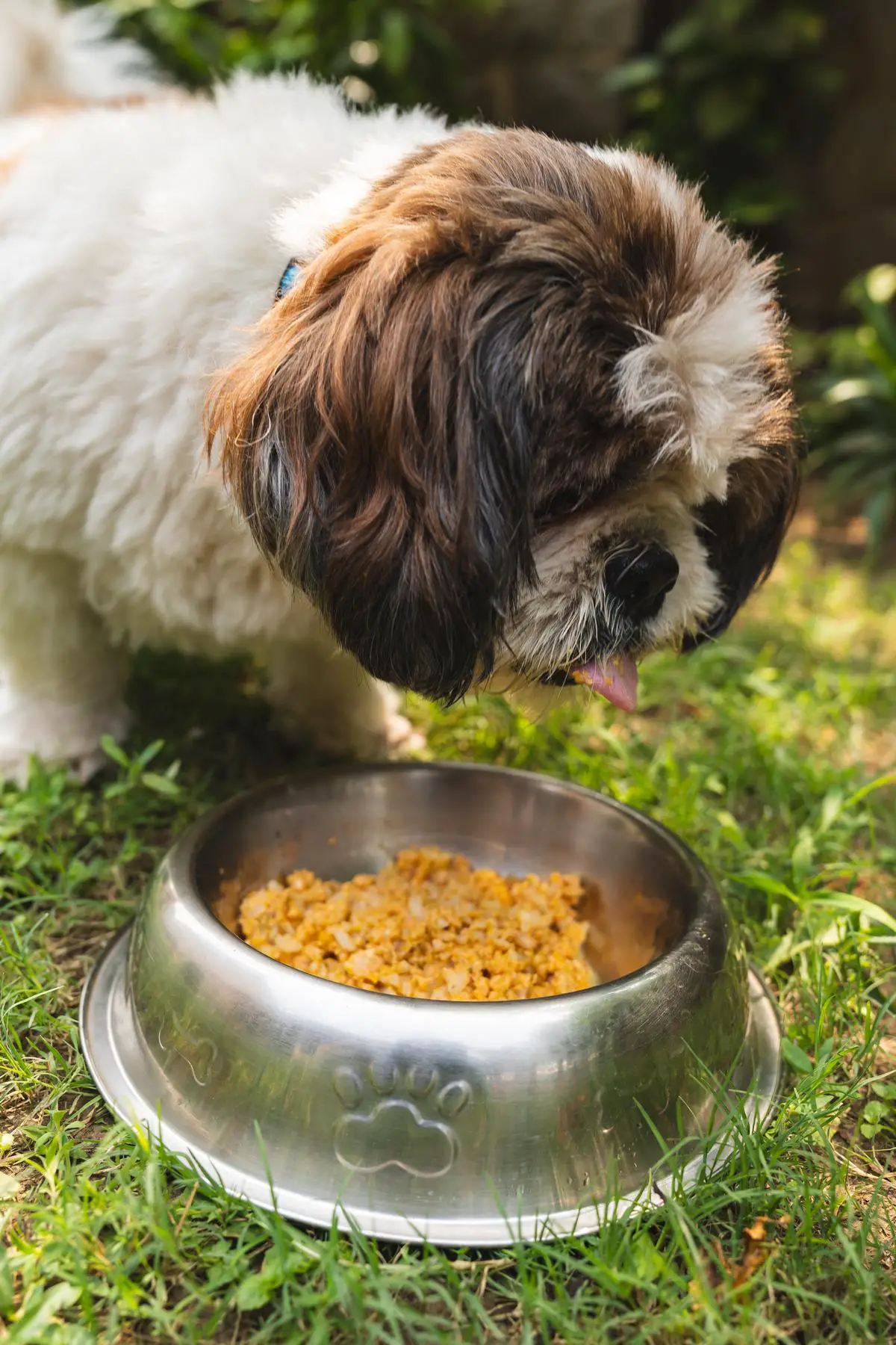 A product image of Kirkland dog food, showing a dog happily eating from a bowl.