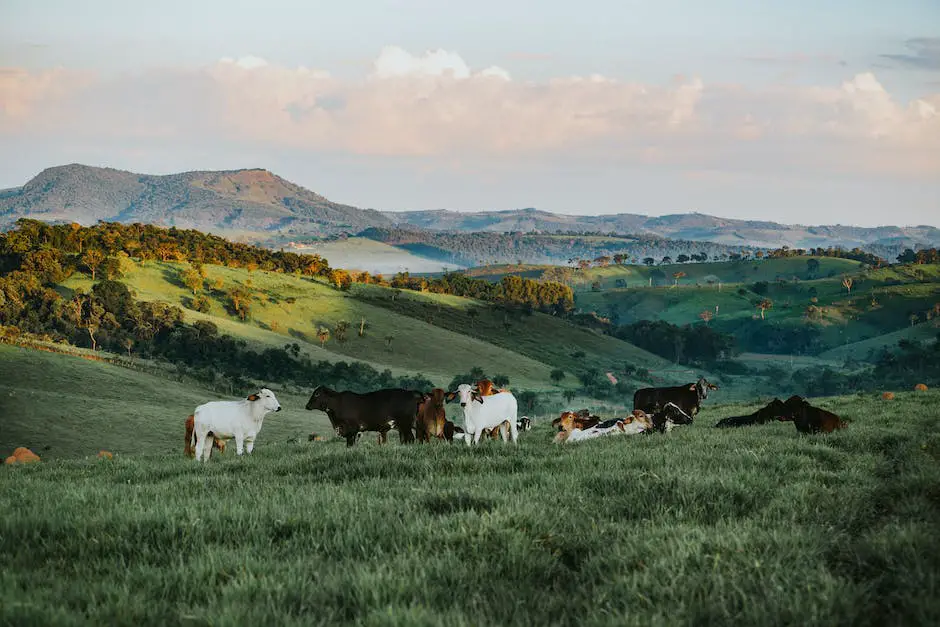 An image depicting a field of cattle grazing on an organic pasture with Costco's logo in the corner, symbolizing their commitment to sustainability and organic practices in their beef offerings.