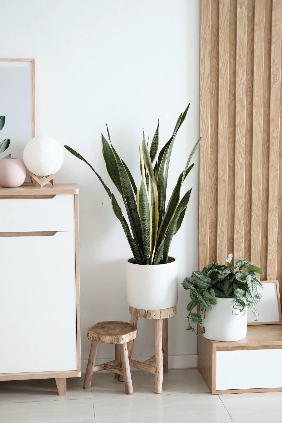A variety of lush indoor plants, including a Snake Plant, Fiddle Leaf Fig, and Echeveria, displayed in stylish pots.
